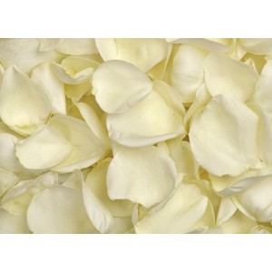Лепестки белых роз