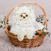 Кошечка в корзинке Кошечка в корзинке