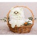 Кошечка в корзинке Кошечка в корзинке