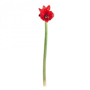 Амариллис «Red» (5 шт.)