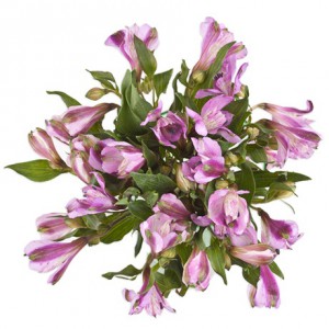 Альстромерия сиреневая (15 шт.)