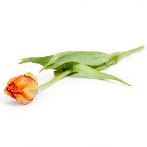 Тюльпан Orange Princess (39 шт.) Тюльпан Orange Princess (39 шт.)