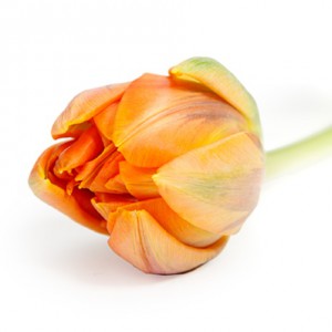 Тюльпан Orange Princess (39 шт.) Тюльпан Orange Princess (39 шт.)