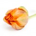 Тюльпан Orange Princess (39 шт.) Тюльпан Orange Princess (39 шт.)