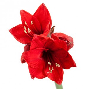 Амариллис «Red» (5 шт.)