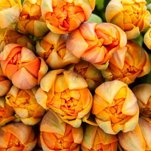 Тюльпан Orange Princess (39 шт.)