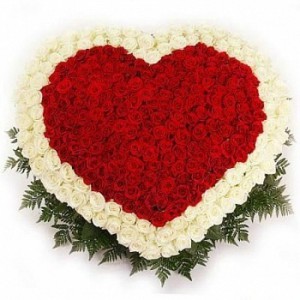Сердце из 501 розы